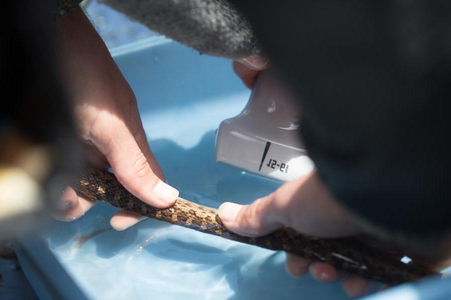 Researcher Takes Measurements of a Snake