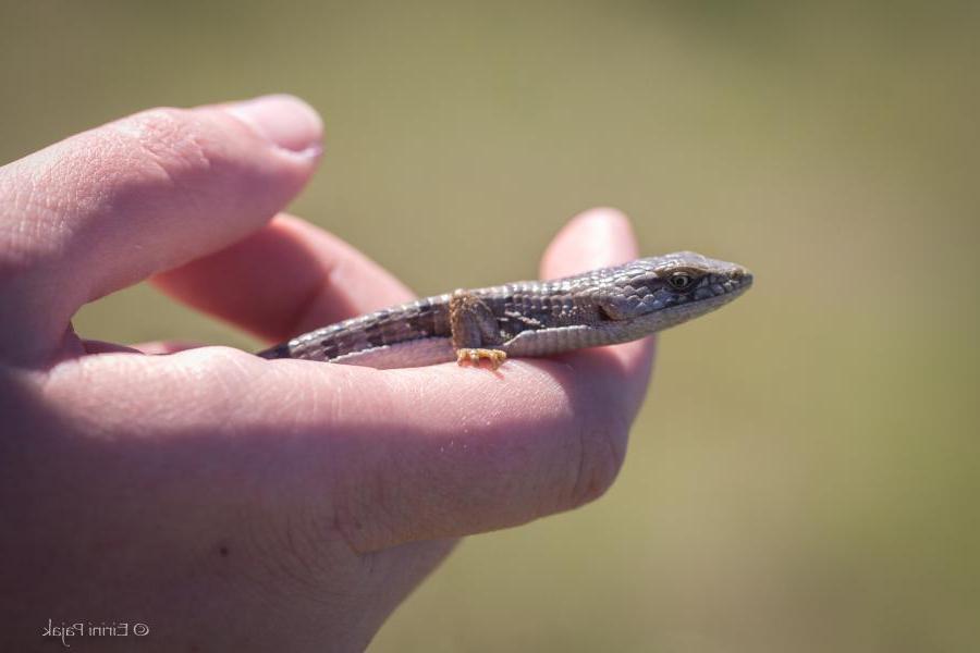 Alligator Lizard